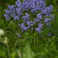 Spanish Bluebell